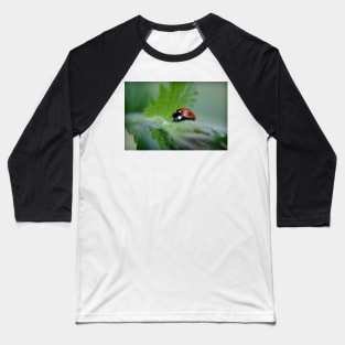 Ladybug on a leaf Baseball T-Shirt